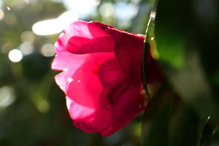 Wellbeing 1 Column 705x470px
