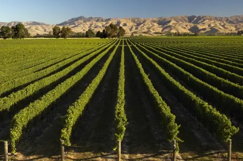 fruit production viticulture 500x333
